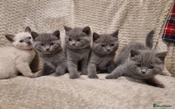 British Shorthair cats for sale: Beautiful chunky BSH kittens - Advert 2