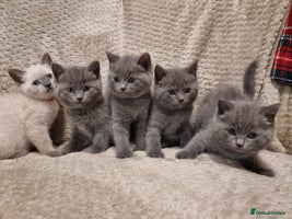 British Shorthair cats Beautiful chunky BSH kittens - Advert 9