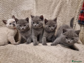 British Shorthair cats Beautiful chunky BSH kittens - Advert 17