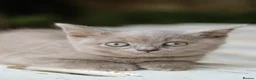 British Shorthair cats for sale: Stunning British Shorthair Kittens 🤍🐈 - Advert 6