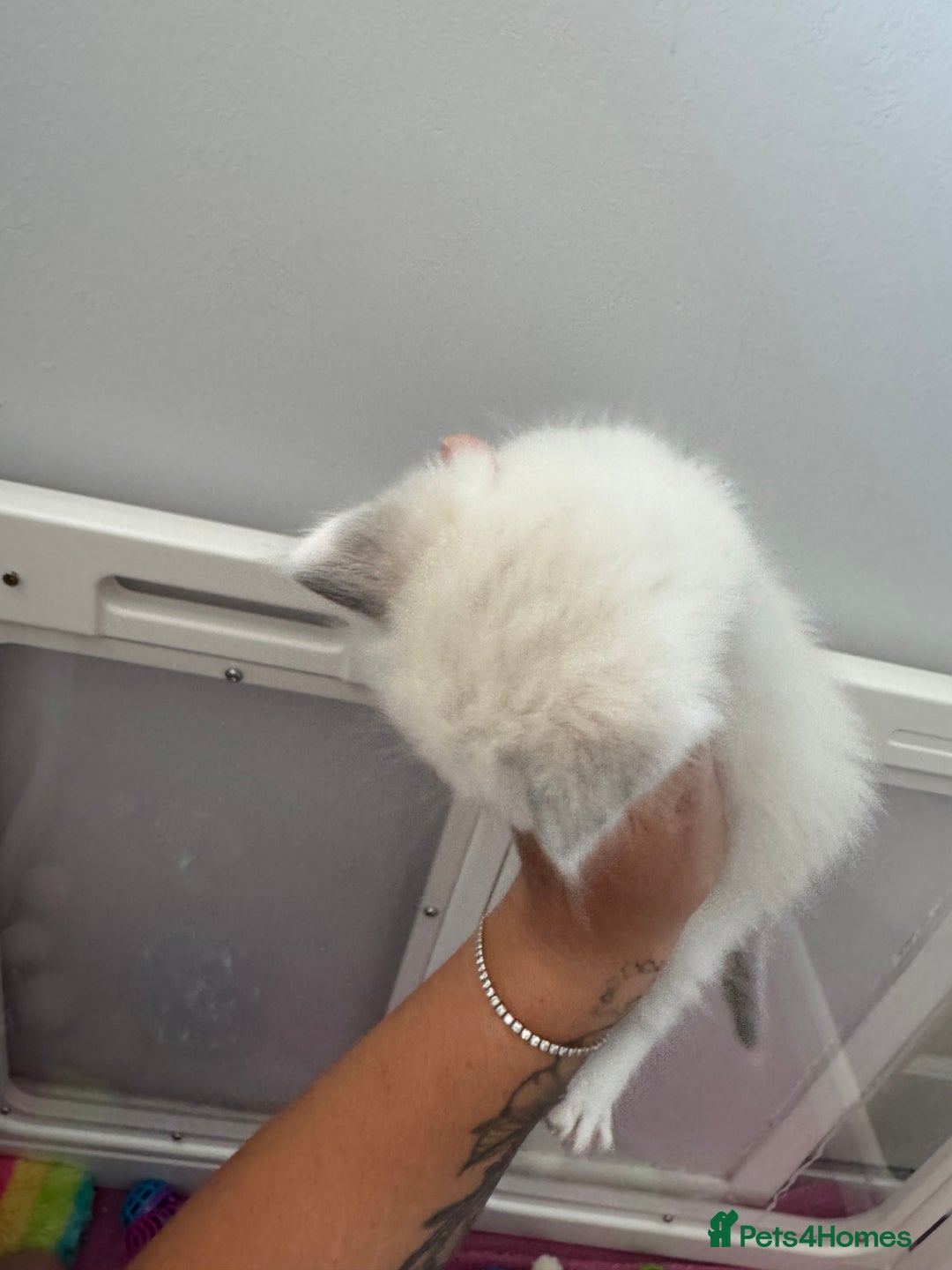 Ragdoll cats for sale: Blue bi coloured ragdoll kittens for sale  - Image 7