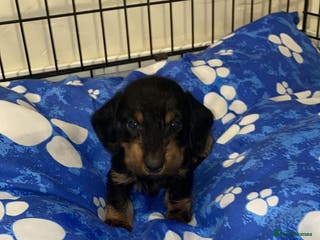 Miniature Dachshund dogs Beautiful Teckle puppies (Wire Hair Dachshunds) - Advert 15