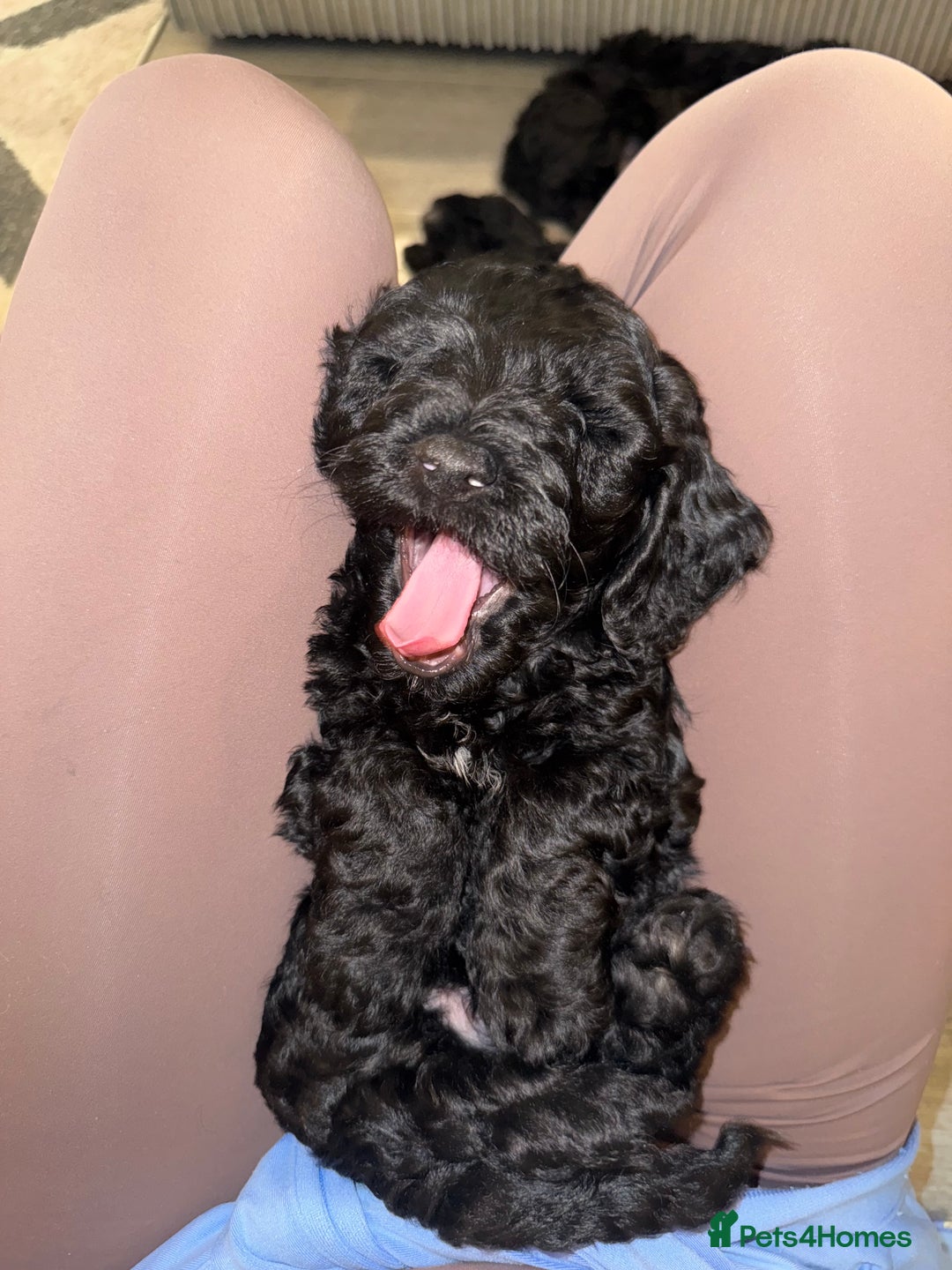 Cavapoo dogs for sale: Cavapoo puppies - Advert 11