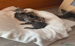 British Shorthair cats for sale: 5 adorable kittens  - Image 18