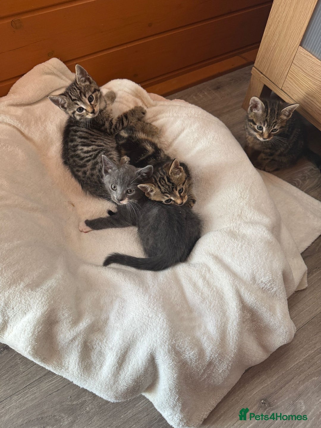 British Shorthair cats for sale: 5 adorable kittens  - Image 18