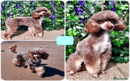Bordoodle dogs for sale: Toy Bordoodles due Mid October  - Image 2