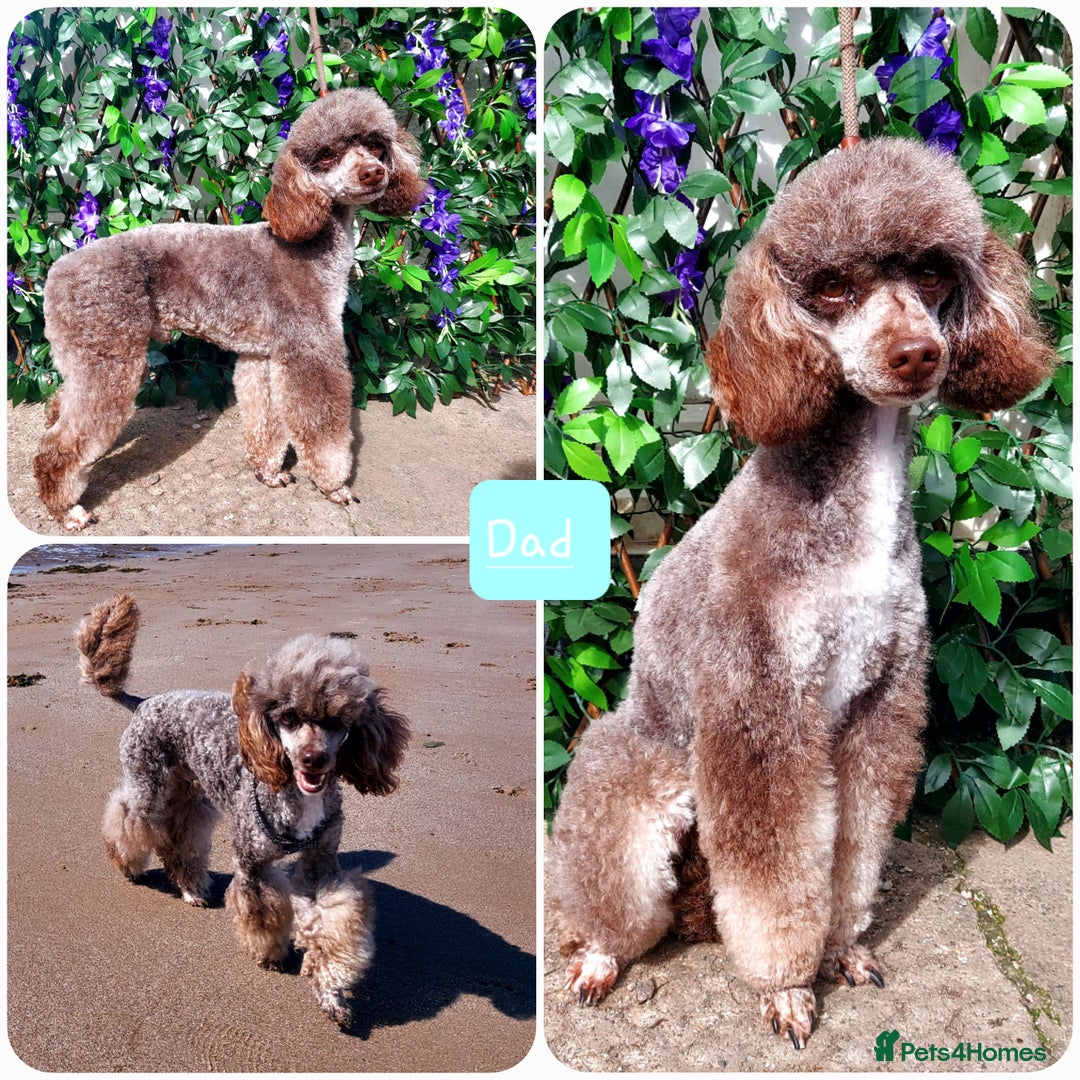Bordoodle dogs for sale: Toy Bordoodles due Mid October  - Image 2