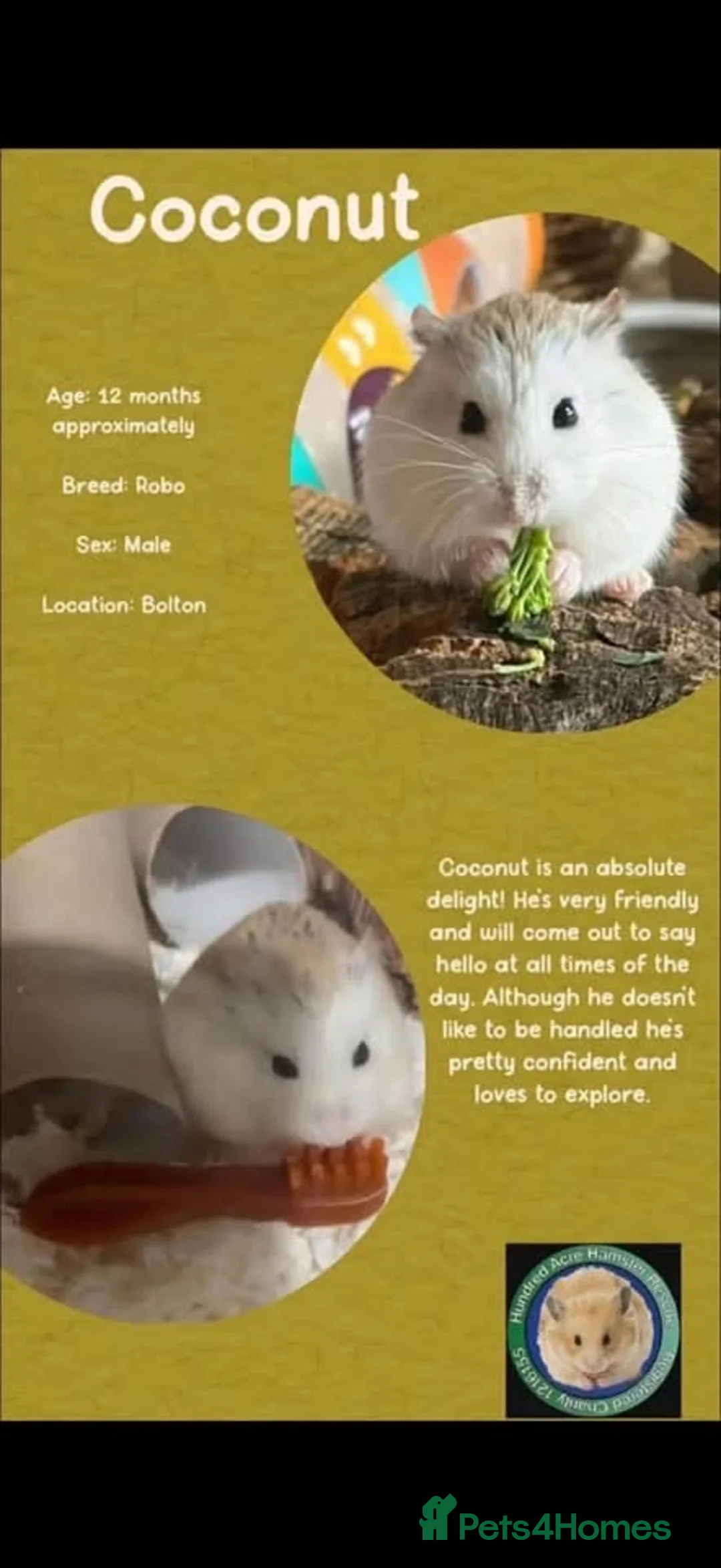 Hamster rodents for sale: Hamsters for adoption  - Advert 6