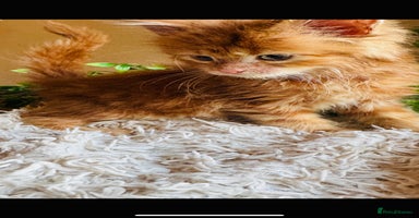 Maine Coon cats Beautiful GCCF Maine Coon kittens - Advert 14