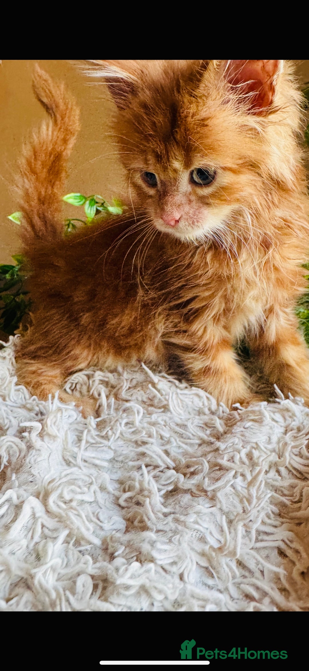 Maine Coon cats for sale: Beautiful GCCF Maine Coon kittens - Advert 2