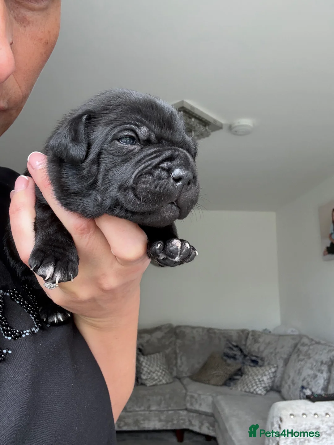 Staffordshire Bull Terrier dogs for sale: Effi & Mr.T stunning blue/black litter of 8. in Bishop Auckland - Advert 19