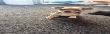 Puppy 3