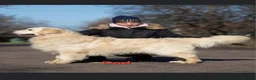 Golden Retriever dogs for sale: 5* Golden Retriver puppies in Wisbech - Advert 11