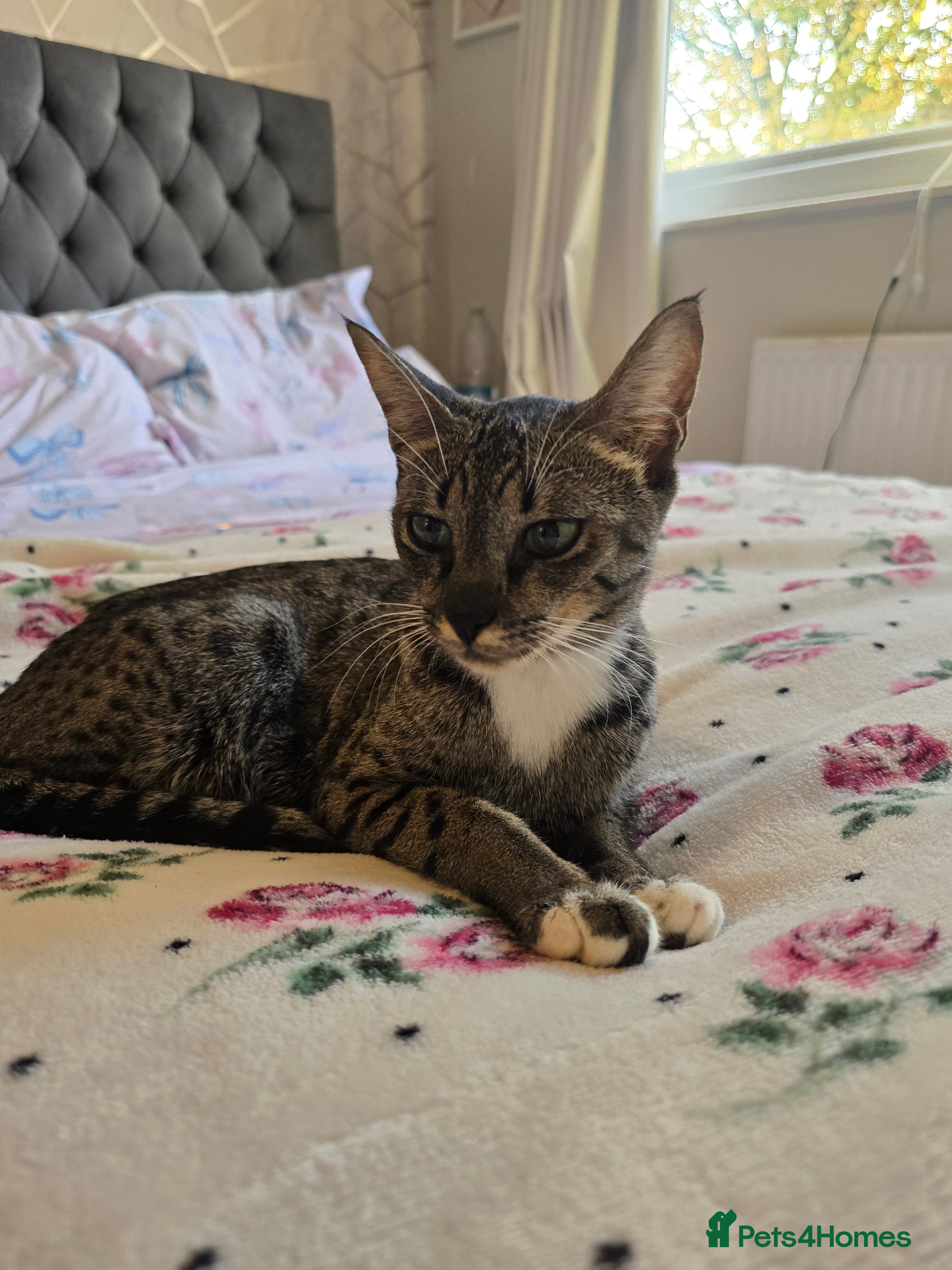 Savannah cats Beautiful Savannah Girl for 5* home,breeding queen - Advert 1