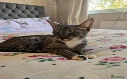 Savannah cats for sale: Beautiful Savannah Girl for 5* home - Image 1