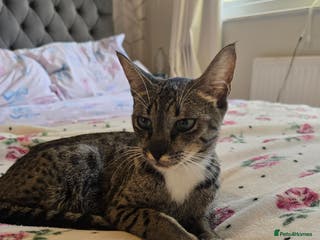 Savannah cats Beautiful Savannah Girl for 5* home,breeding queen - Advert 3