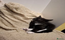 Mixed Breed cats for sale: Lovely kitchen boy looking new home  - Advert 4