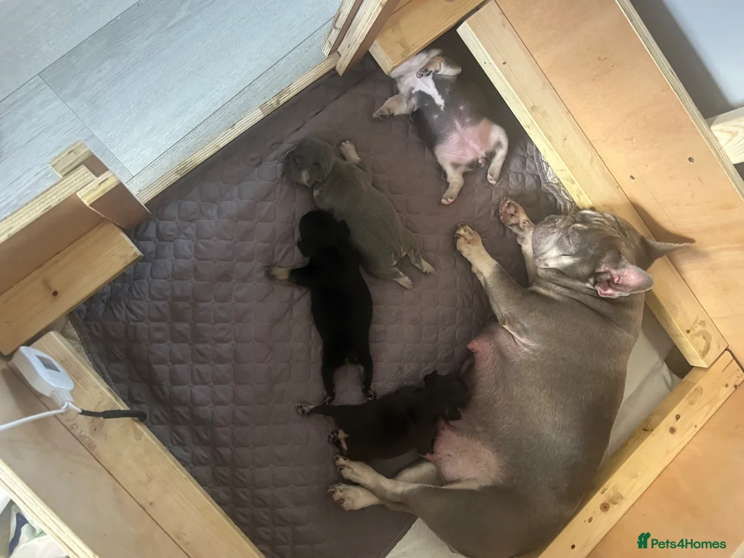 French Bulldog dogs for sale: Beautiful French bulldog puppies  in Stanford-le-Hope - Advert 15