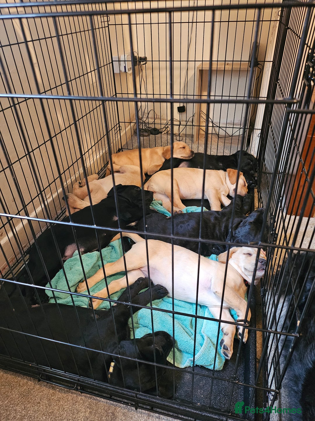 Labrador Retriever dogs for sale: Mr Dearden - Advert 1