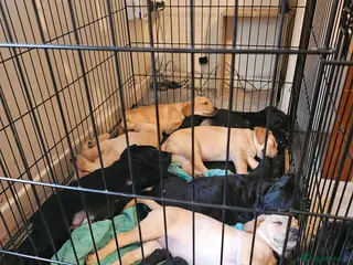 Labrador Retriever dogs Mr Dearden - Advert 8