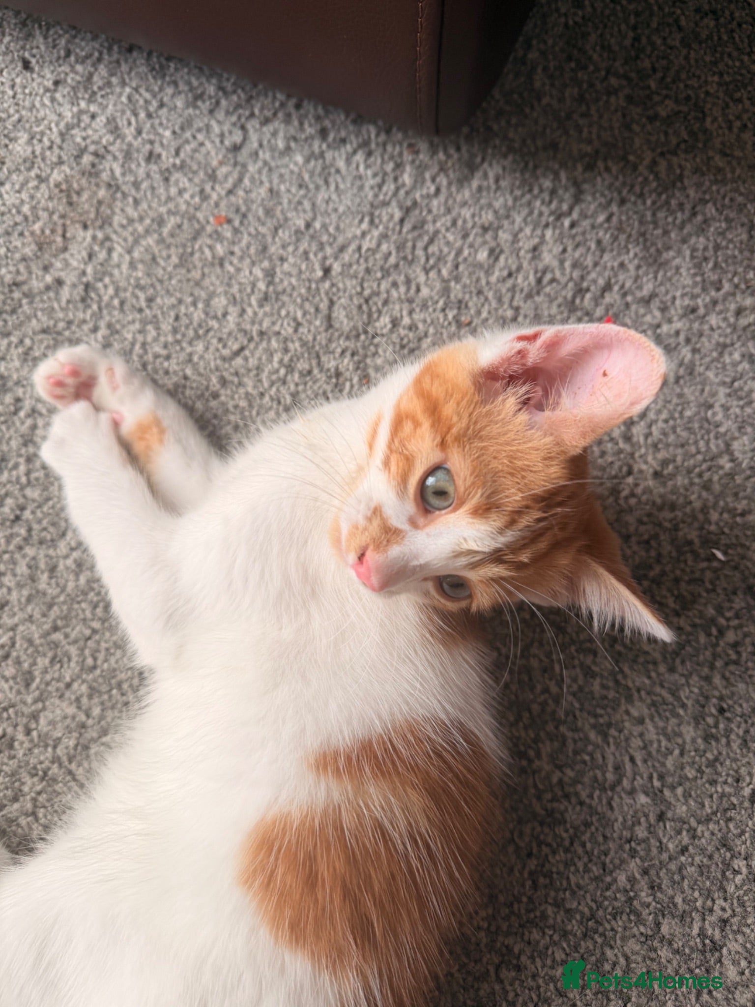 Mixed Breed cats Adorable kitten for sale!  - Advert 5