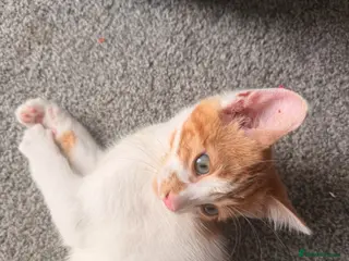 Mixed Breed cats Adorable kitten for sale! - Advert 5