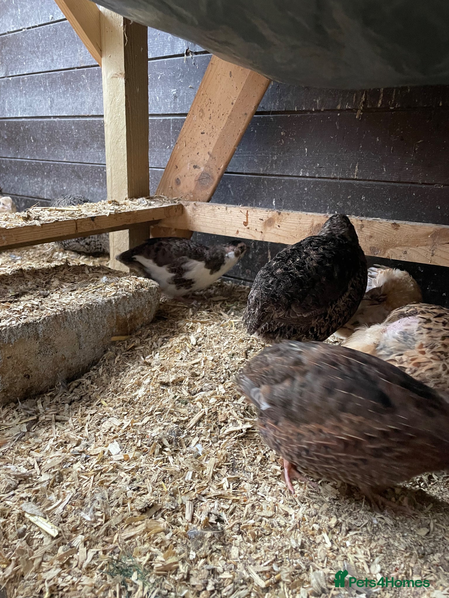 Quail poultry Quail free for collection  - Advert 5