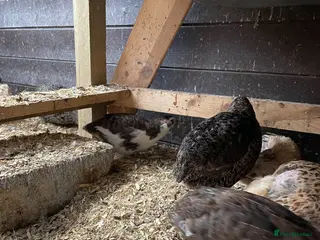 Quail poultry Quail free for collection - Advert 5