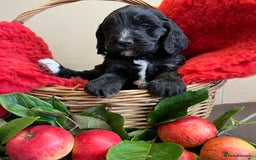 Sproodle dogs for sale: The apple of my eye - Image 8