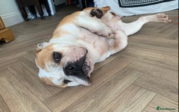 English Bulldog dogs for sale: Beautiful breed standard 7 year old girl  - Image 8
