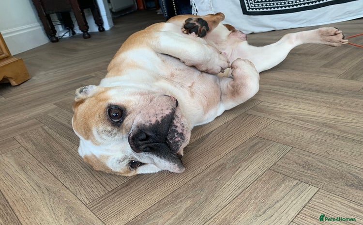 English Bulldog dogs - Advert 1