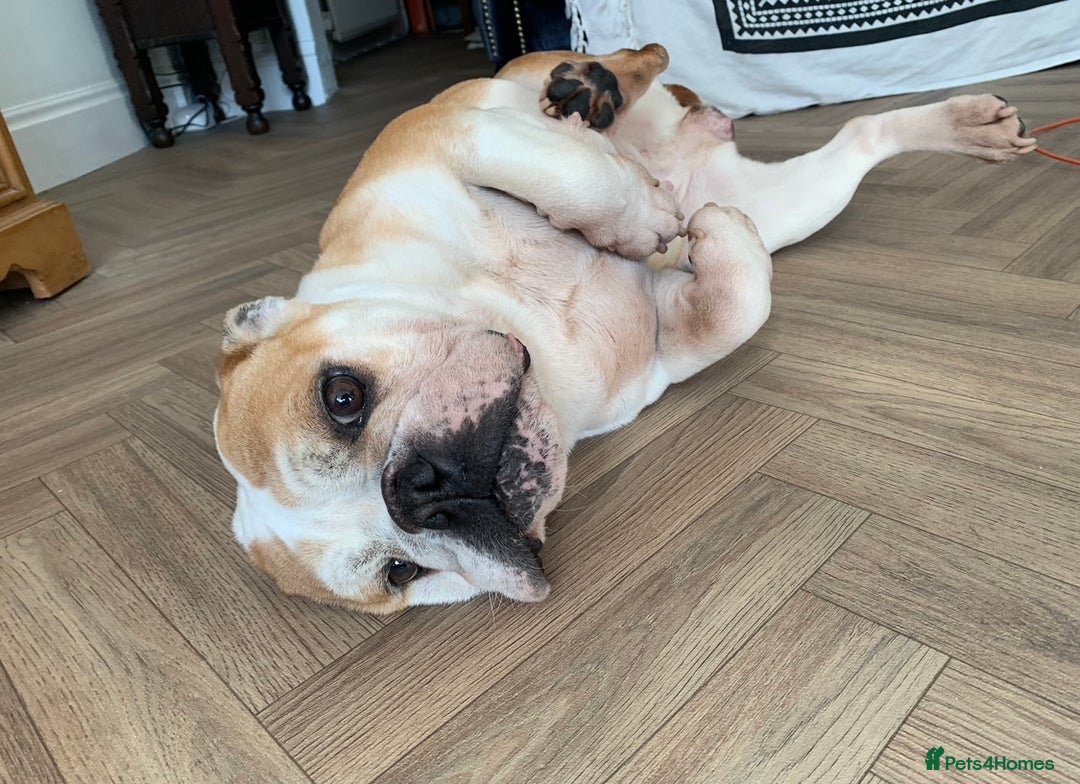 English Bulldog dogs for sale: Beautiful breed standard 7 year old girl  - Image 8