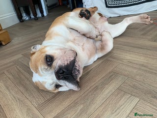 English Bulldog dogs - Advert 24