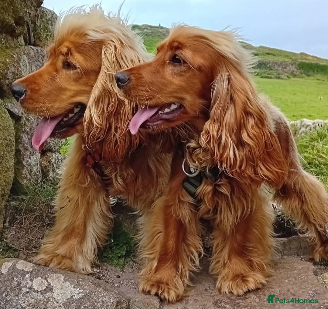 Cocker Spaniel dogs for sale: KC Golden Show Spaniels - Advert 16