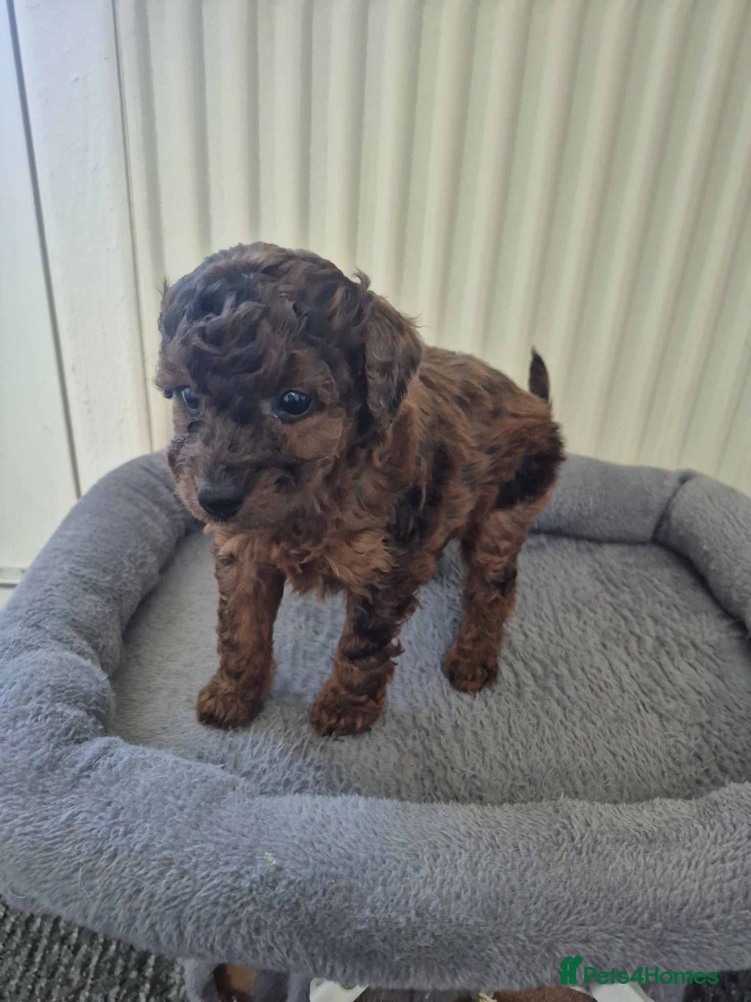 Cockapoo dogs Merle cockapoo puppies very curly - Advert 2