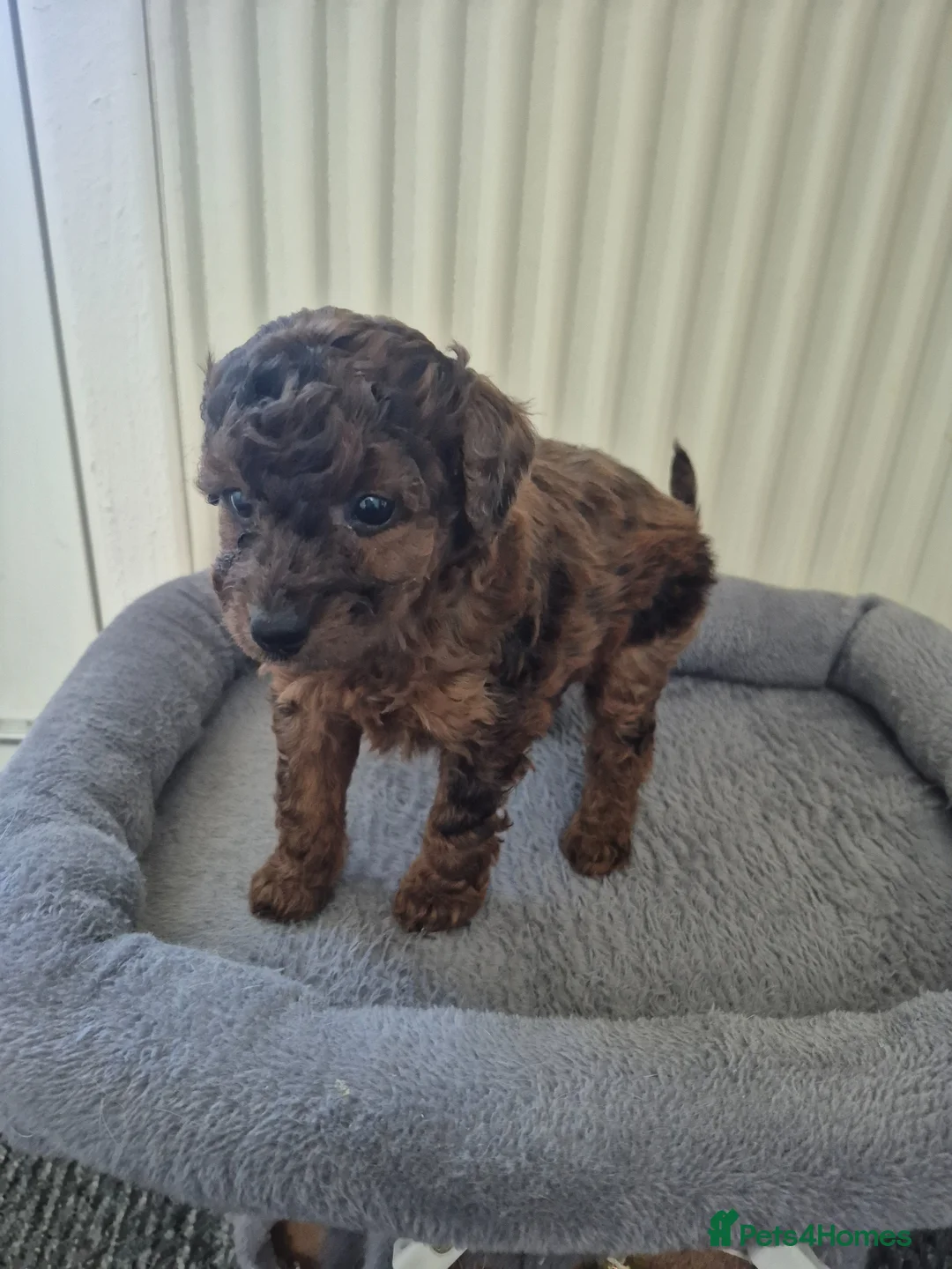 Cockapoo dogs for sale: Merle cockapoo puppies very curly - Advert 1