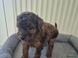 Cockapoo dogs Merle cockapoo puppies very curly - Advert 12