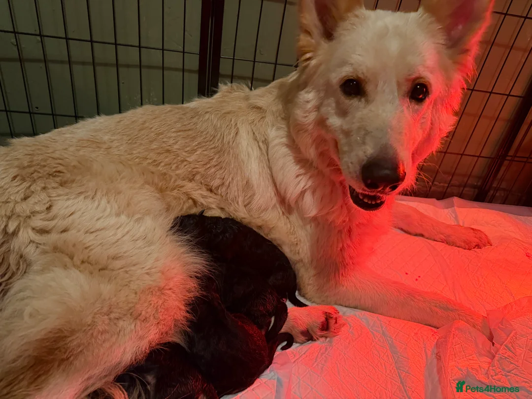 German Shepherd dogs for sale: Long haired health tested German shepherd pups  - Advert 1