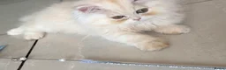 Persian cats for sale: **Last One** beautiful Persian kittens - Advert 10
