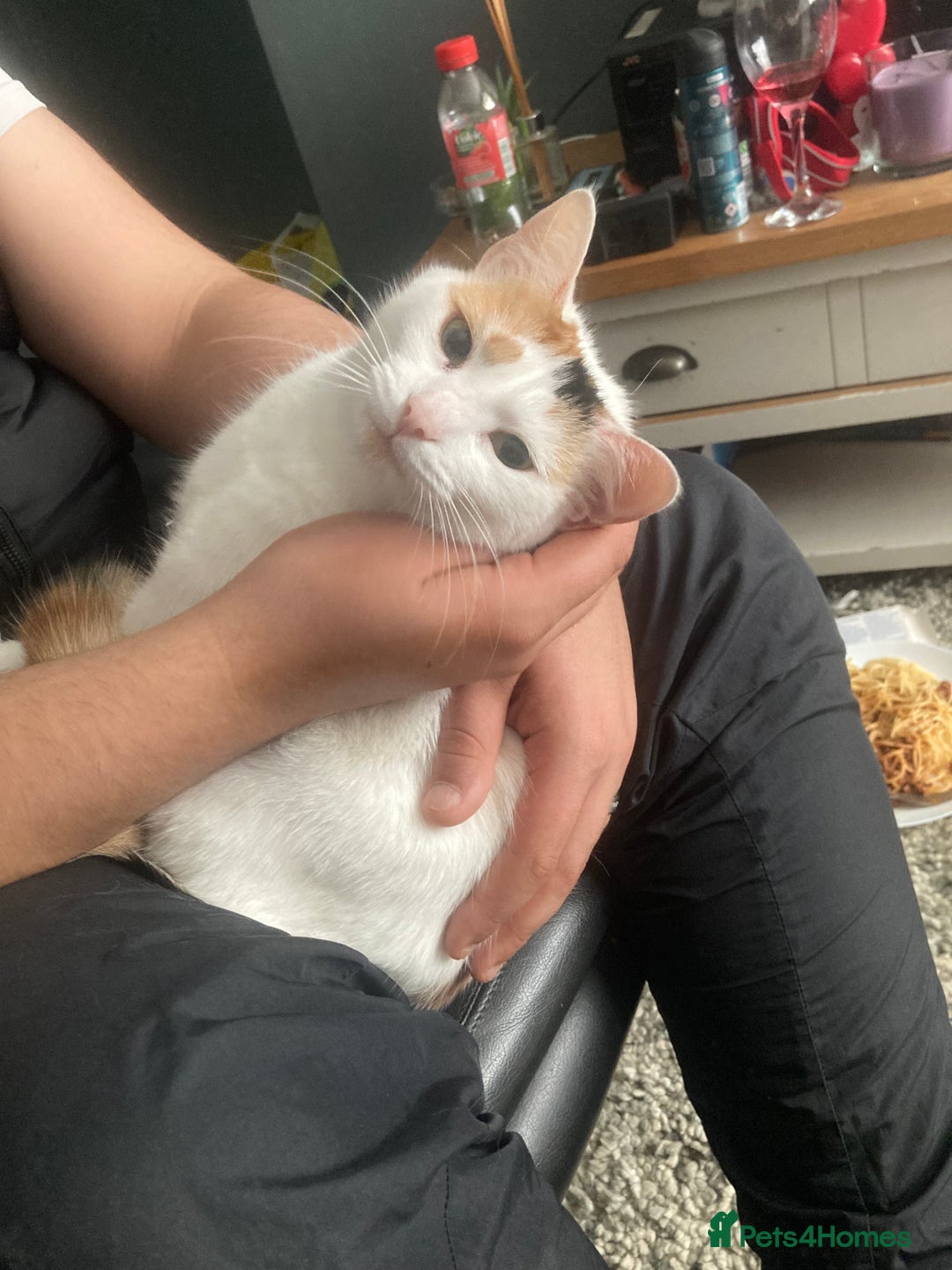 British Shorthair cats for sale: British short haired cats  - Image 1