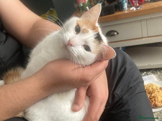 British Shorthair cats British short haired cats - Advert 8