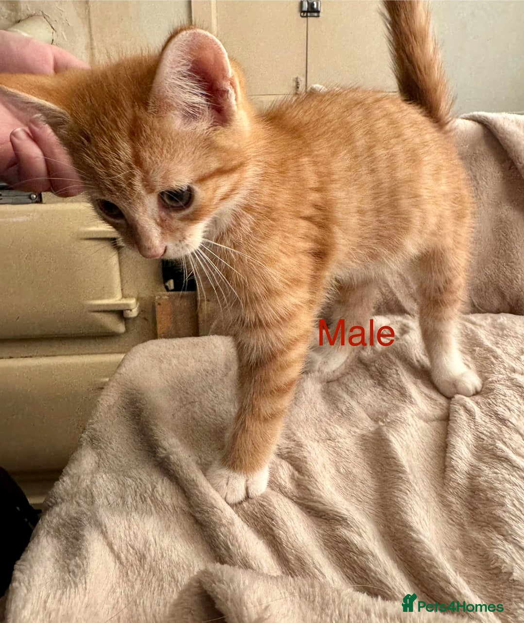 British Shorthair cats for sale: One beautiful Ginger Tom, and his five siblings. - Image 7