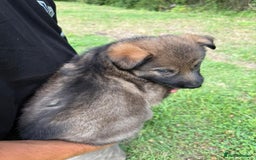 German Shepherd dogs for sale: Germany 🇩🇪 shepherd puppies dogs 🐕 big boned - Image 31