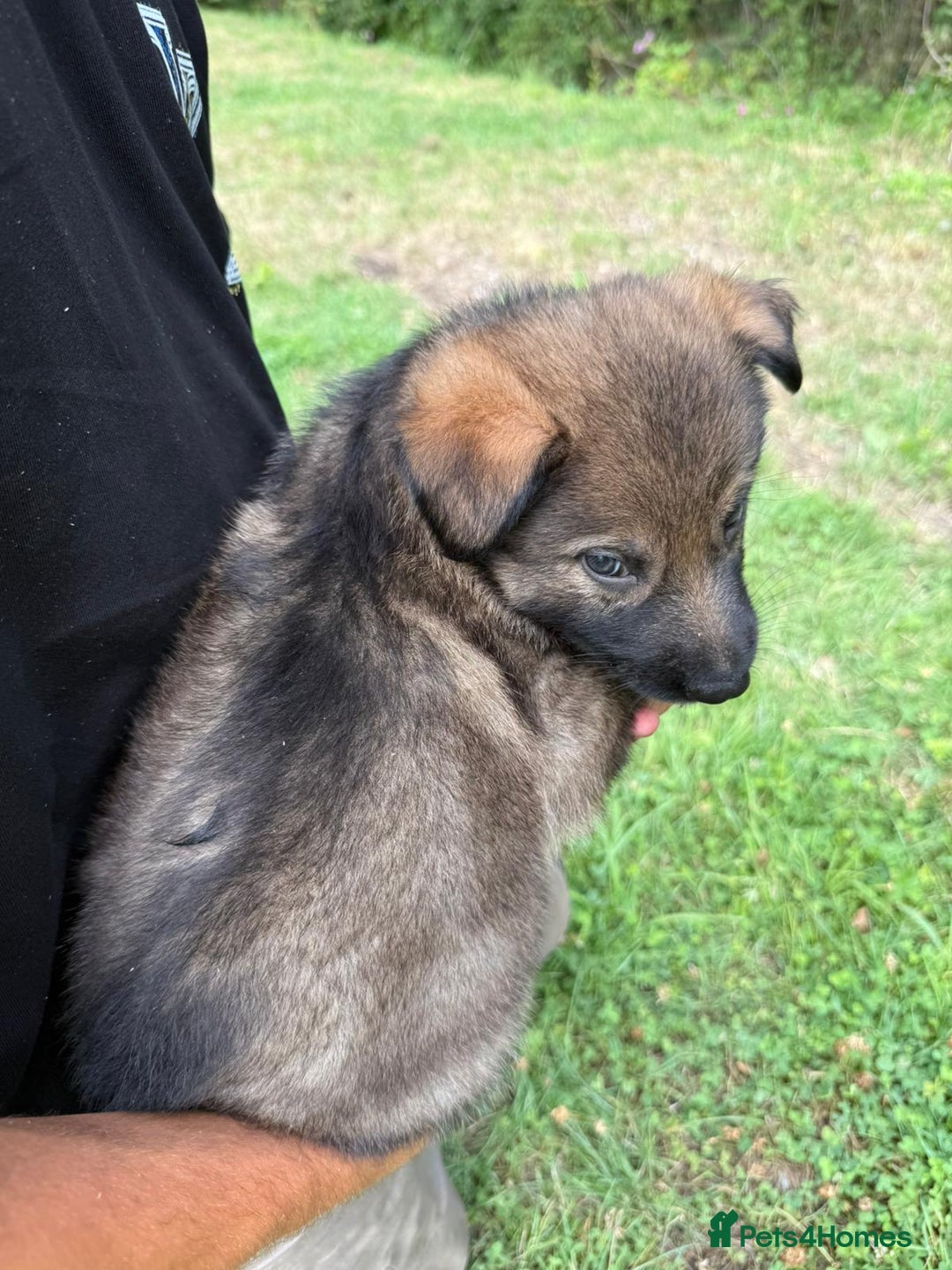 German Shepherd dogs for sale: Germany 🇩🇪 shepherd puppies dogs 🐕 big boned - Image 31