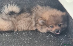 Mixed Breed dogs for sale: Ready now Pomeranian cross. ( Lapponian ) - Image 31