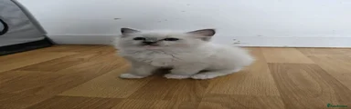 Ragdoll 5
