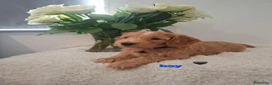 Cockapoo 4