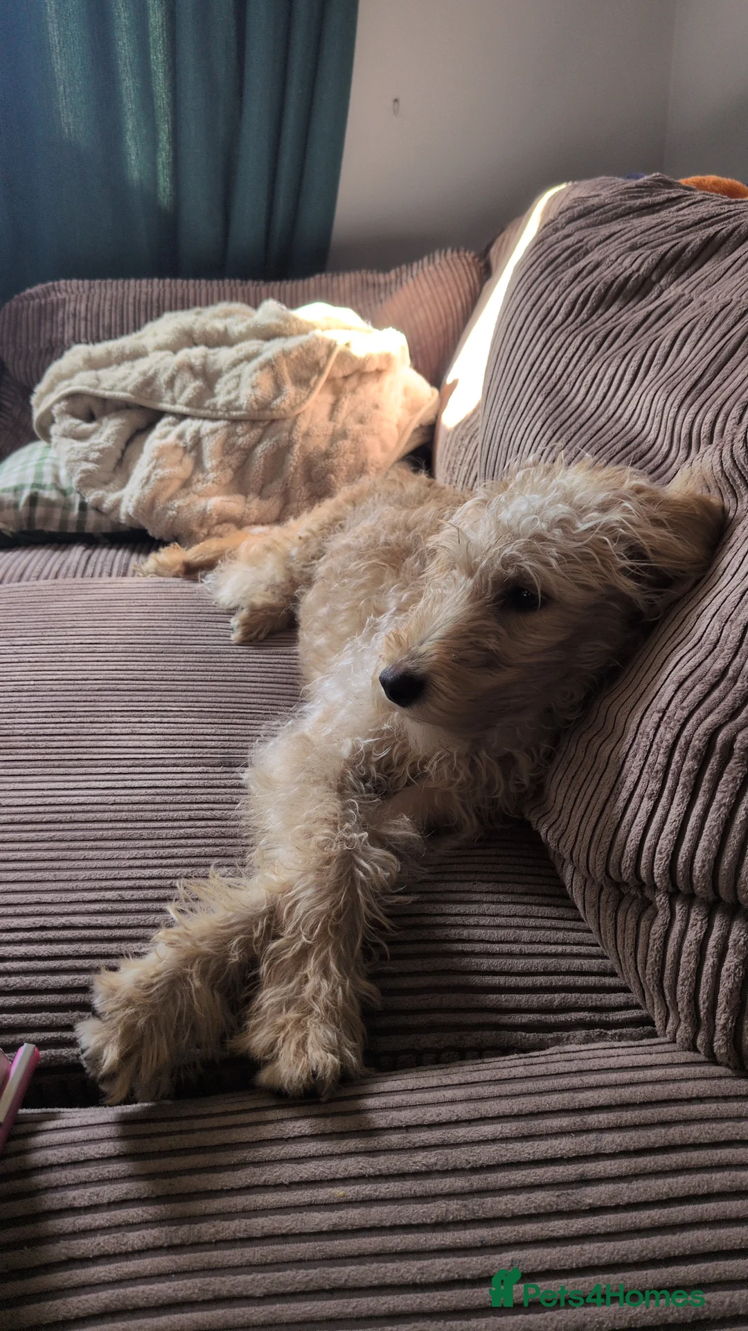 Labradoodle dogs for sale: Minture labradoodle  - Advert 2