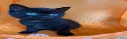 Mixed Breed cats for sale: Gorgeous black kittens ready next week - Advert 3