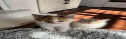 Munchkin cats for sale: Long leg munchkin kittens in Tonbridge - Advert 4